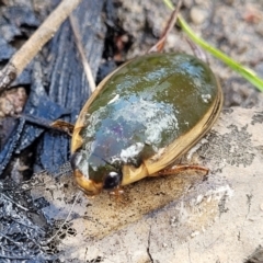 Cybister tripunctatus (A diving beetle) at Uriarra TSR - 14 Oct 2023 by trevorpreston