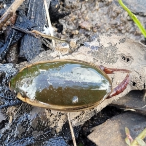 Cybister tripunctatus at Stromlo, ACT - 14 Oct 2023