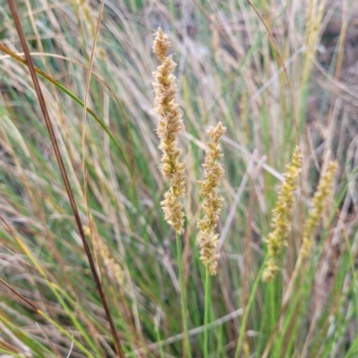 Carex appressa (Tall Sedge) at Stromlo, ACT - 14 Oct 2023 by trevorpreston