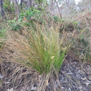 Carex appressa at Stromlo, ACT - 14 Oct 2023