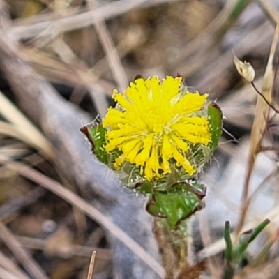 Triptilodiscus pygmaeus (Annual Daisy) at Uriarra TSR - 14 Oct 2023 by trevorpreston