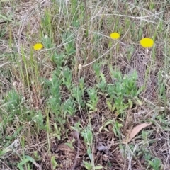 Leptorhynchos squamatus subsp. squamatus at Stromlo, ACT - 14 Oct 2023