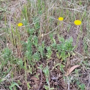 Leptorhynchos squamatus subsp. squamatus at Stromlo, ACT - 14 Oct 2023