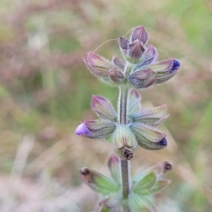 Salvia verbenaca var. verbenaca at Stromlo, ACT - 14 Oct 2023