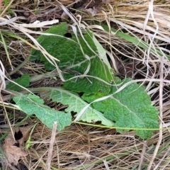 Salvia verbenaca var. verbenaca at Stromlo, ACT - 14 Oct 2023