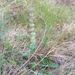 Salvia verbenaca var. verbenaca at Stromlo, ACT - 14 Oct 2023