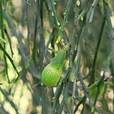 Exocarpos cupressiformis (Cherry Ballart) at Stromlo, ACT - 14 Oct 2023 by trevorpreston