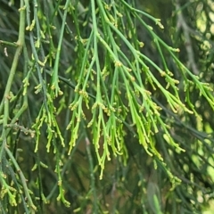 Exocarpos cupressiformis at Stromlo, ACT - 14 Oct 2023