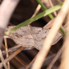 Taxeotis intextata (Looper Moth, Grey Taxeotis) at Canberra Central, ACT - 13 Oct 2023 by ConBoekel