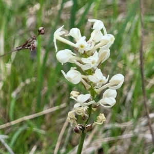 Stackhousia monogyna at Stromlo, ACT - 14 Oct 2023