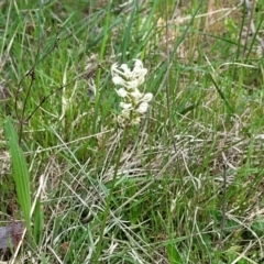 Stackhousia monogyna at Stromlo, ACT - 14 Oct 2023