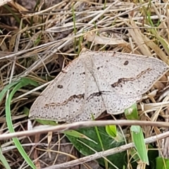 Taxeotis stereospila (Taxeotis stereospila) at Stromlo, ACT - 14 Oct 2023 by trevorpreston