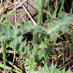 Carduus pycnocephalus at Stromlo, ACT - 14 Oct 2023