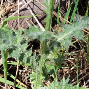 Carduus pycnocephalus at Stromlo, ACT - 14 Oct 2023