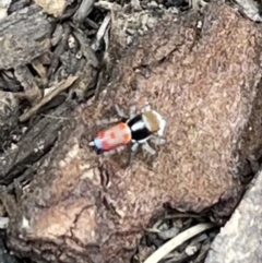 Maratus pavonis at Bungendore, NSW - 14 Oct 2023