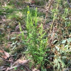 Senecio hispidulus at Stromlo, ACT - 14 Oct 2023