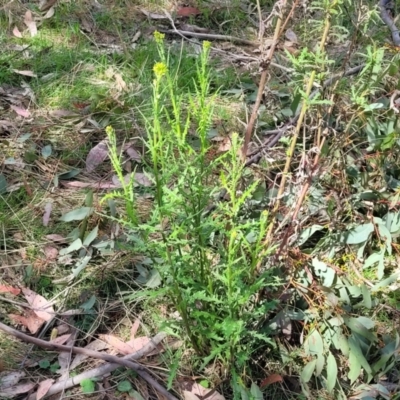 Senecio hispidulus (Hill Fireweed) at Stromlo, ACT - 14 Oct 2023 by trevorpreston