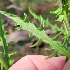 Senecio hispidulus at Stromlo, ACT - 14 Oct 2023