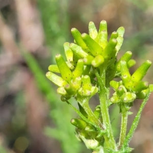 Senecio hispidulus at Stromlo, ACT - 14 Oct 2023