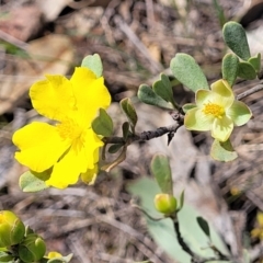 Hibbertia obtusifolia (Grey Guinea-flower) at Stromlo, ACT - 14 Oct 2023 by trevorpreston