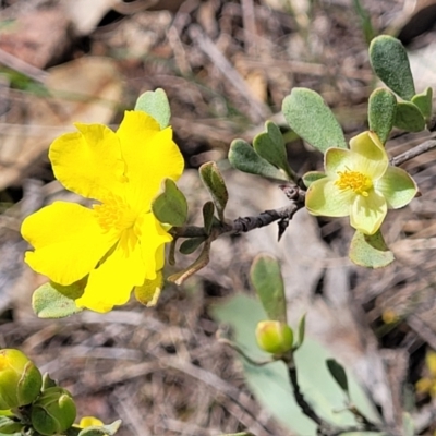 Hibbertia obtusifolia (Grey Guinea-flower) at Stromlo, ACT - 14 Oct 2023 by trevorpreston