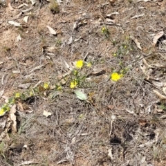 Hibbertia obtusifolia at Stromlo, ACT - 14 Oct 2023