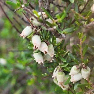 Cryptandra amara at Stromlo, ACT - 14 Oct 2023