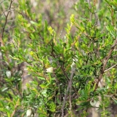 Cryptandra amara at Stromlo, ACT - 14 Oct 2023