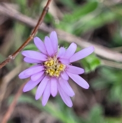 Vittadinia cuneata var. cuneata (Fuzzy New Holland Daisy) at Stromlo, ACT - 14 Oct 2023 by trevorpreston