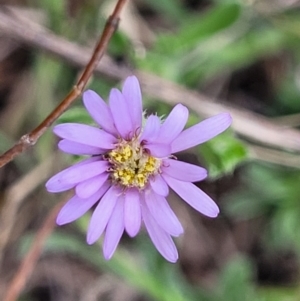 Vittadinia cuneata var. cuneata at Stromlo, ACT - 14 Oct 2023