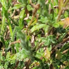 Calotis lappulacea at Stromlo, ACT - 14 Oct 2023 02:18 PM