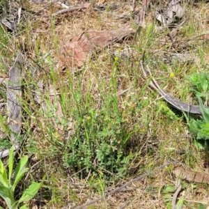 Calotis lappulacea at Stromlo, ACT - 14 Oct 2023