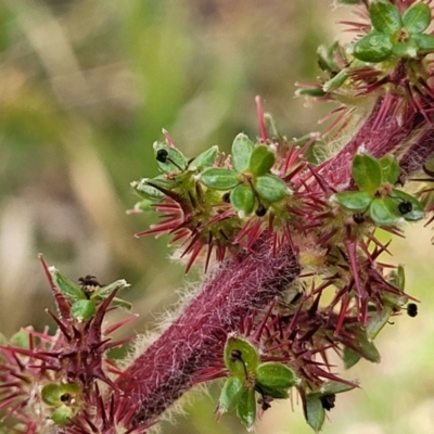 Acaena x ovina (Sheep's Burr) at Stromlo, ACT - 14 Oct 2023 by trevorpreston