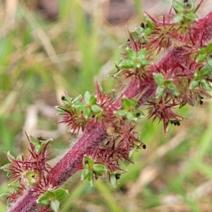 Acaena x ovina at Stromlo, ACT - 14 Oct 2023