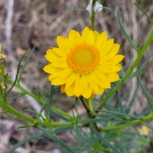 Xerochrysum viscosum at Stromlo, ACT - 14 Oct 2023 02:16 PM