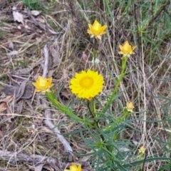 Xerochrysum viscosum at Stromlo, ACT - 14 Oct 2023 02:16 PM