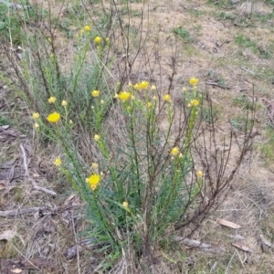 Xerochrysum viscosum at Stromlo, ACT - 14 Oct 2023 02:16 PM