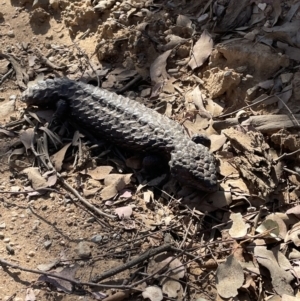 Tiliqua rugosa at Gundaroo, NSW - 14 Oct 2023 04:03 PM