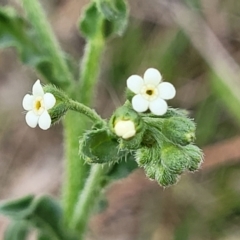 Hackelia suaveolens (Sweet Hounds Tongue) at Stromlo, ACT - 14 Oct 2023 by trevorpreston