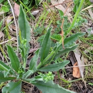 Hackelia suaveolens at Stromlo, ACT - 14 Oct 2023