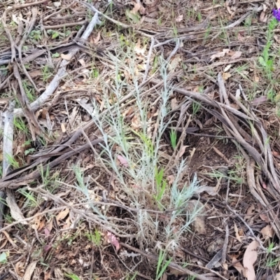 Senecio quadridentatus (Cotton Fireweed) at Stromlo, ACT - 14 Oct 2023 by trevorpreston