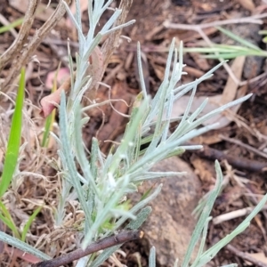 Senecio quadridentatus at Stromlo, ACT - 14 Oct 2023