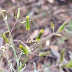 Senecio quadridentatus at Stromlo, ACT - 14 Oct 2023