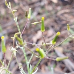 Senecio quadridentatus at Stromlo, ACT - 14 Oct 2023