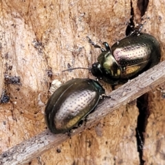 Chrysolina quadrigemina (Greater St Johns Wort beetle) at Stromlo, ACT - 14 Oct 2023 by trevorpreston