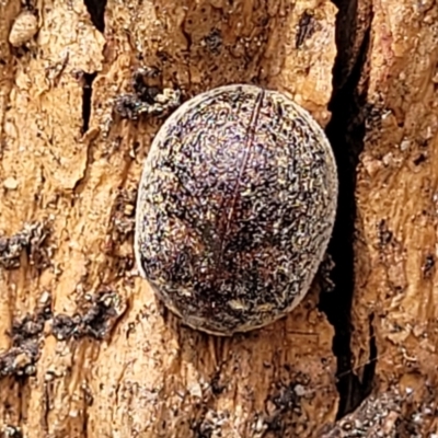 Trachymela sp. (genus) (Brown button beetle) at Stromlo, ACT - 14 Oct 2023 by trevorpreston