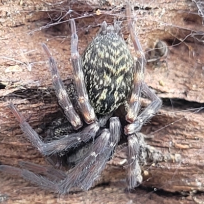 Badumna insignis (Black House Spider) at Uriarra TSR - 14 Oct 2023 by trevorpreston