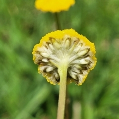 Craspedia variabilis (Common Billy Buttons) at Stromlo, ACT - 14 Oct 2023 by trevorpreston