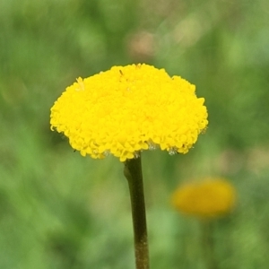 Craspedia variabilis at Stromlo, ACT - 14 Oct 2023