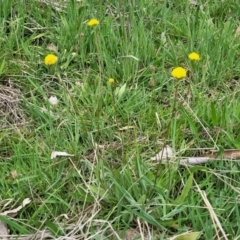 Craspedia variabilis at Stromlo, ACT - 14 Oct 2023